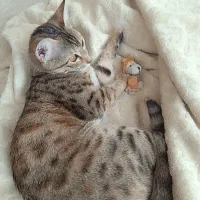 گربه گمشده  مژدگانی عالی|حیوانات|ایلام, |دیوار