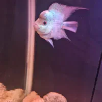 ماهی فلاور تایسلیک