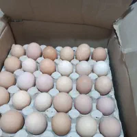 تخم مرغ محلی گلپایگان|خوردنی و آشامیدنی|مشهد, تربیت (صدف)|دیوار