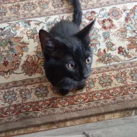 فروش بچه گربه