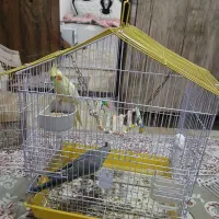 ۲جفت عروس اهلی ومولد|پرنده|ارومیه, |دیوار