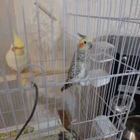 عروس هلندی با قفس|پرنده|تفت, |دیوار