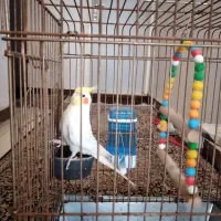 عروس هلندی|پرنده|ایلام, |دیوار