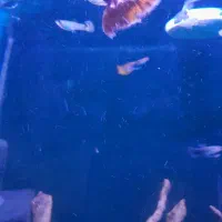 گوپی باکیفیت