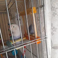 عروس هلندی و طوطی برزیلی با قفس|پرنده|یزد, |دیوار