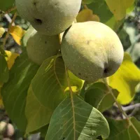 گردو درجه یک ببین و بخر