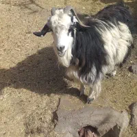 فروش گوسفند|حیوانات مزرعه|زرند, |دیوار