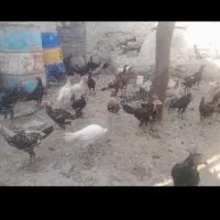 جوجه و مرغ لاری|حیوانات مزرعه|نوشهر, |دیوار