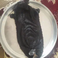 خیگ آماده روغن ۷ کیلوی|صنایع دستی و سایر لوازم تزئینی|ایذه, |دیوار