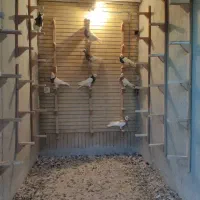 کفتر سینه و شهری و دمبی|پرنده|شیراز, دلگشا|دیوار