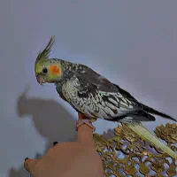 عروس هلندی