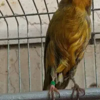 قناری رد فاکتور فسشیون اورجینال|پرنده|جلفا, |دیوار