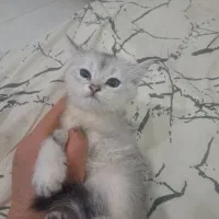 گربه اسکاتیش و بریتیش و پرشین|گربه|آبادان, |دیوار