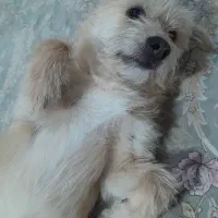 سگ فروشی|سگ|مشهد, فاطمیه|دیوار