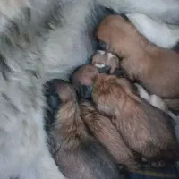 سگ نژاد اشپیتز