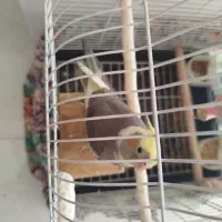 عروس هلندی ماده|پرنده|ری, فیروزآباد|دیوار