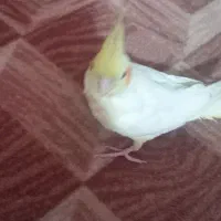 عروس هلندی نر باقفس