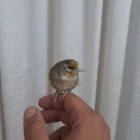 جوجه سهره قناری|پرنده|خرمشهر, |دیوار