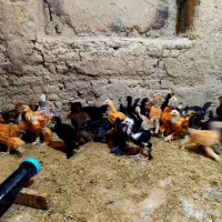 نیمچه کوشین خالدار و برهما غولپیکر رنگهای مختلف|حیوانات مزرعه|اصفهان, بوستان ناژوان|دیوار