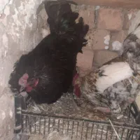 خروس گلین اصیل|حیوانات مزرعه|قم, نیروگاه|دیوار