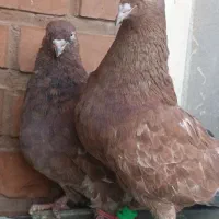 سه جفت کله ای قشنگ