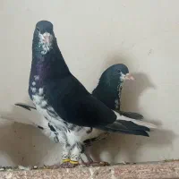 نروماده شهری گلدار