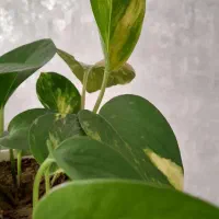 گل پتوس زیبا|گل و گیاه طبیعی|مشهد, امیریه|دیوار