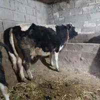 گاو آبستن شش ماه و دوتاگوساله ماده مناسب|حیوانات مزرعه|مشگین شهر, |دیوار