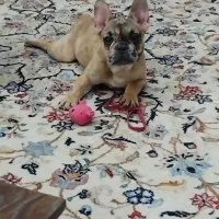 سگ فرنچ بولداگ ماده