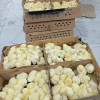 جوجه گوشتی راس ۳۰۸ ده روزه