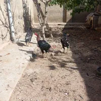 تعدادی مرغ وخورس لاری اصیل|حیوانات مزرعه|شوط, |دیوار
