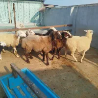 گوسفند . ۶ عدد|حیوانات مزرعه|هادی شهر, |دیوار