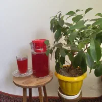 شربت آلبالو