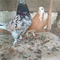 کبوتر سرور