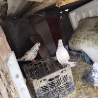 کبوتر  تعداد