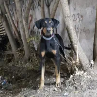 سگ گمشده دوبرمن ۶سالشه محدوده بختیار گم شده