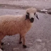 بره نر سالم و سرحال