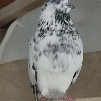 ماده های پروازی خوب|پرنده|رشت, معلولین|دیوار