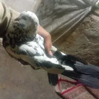کبوتر پرشی