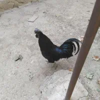 جفت خروس و مرغ ایام سمانی