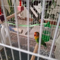 یک عدد طوطی برزیلی نر بالغ تقریبا یک ساله|پرنده|محمدیه-قزوین, |دیوار