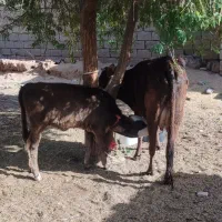 گاو جرسی اولین شکم با گوساله ماده آلمانی