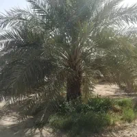 نخل شاهانی مناسب فضای سبز