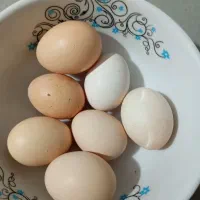 همه نوع تخم مرغ لاری.پرپا.گردن لخت .چهل تاج .کاکلی