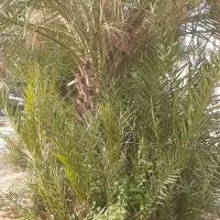 فروش پاجوش نخل