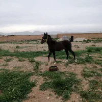 کره اسب نریون