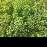 یونجه. ( علف پاک )|اجارهٔ دفتر صنعتی، کشاورزی، تجاری|بم, |دیوار