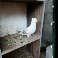 کبوتر خانگی