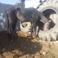 کره مادیون فروش مهاوضه