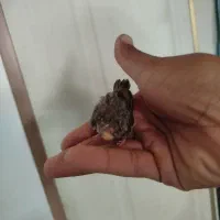 گلبسر جوجه